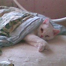 Huskat Manse Aka. Sælen ;)