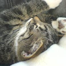 Blanding af racer Simba