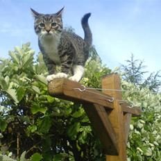 Blanding af racer Simba