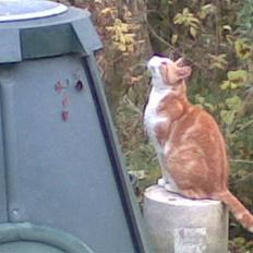 Huskat Røde/Missen R.I.P16/10-09