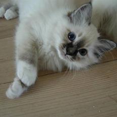 Hellig Birma Agapanthus