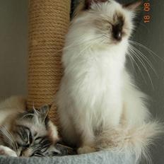 Hellig Birma Agapanthus