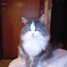 Blanding af racer Berta