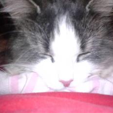 Blanding af racer Berta