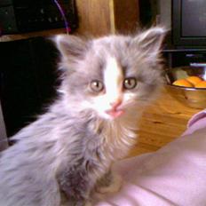 Blanding af racer Berta