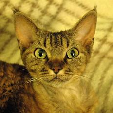 Devon Rex S*Röda Nejlikan's K Karla
