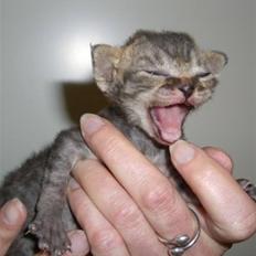 Devon Rex S*Röda Nejlikan's K Karla