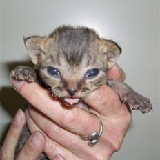 Devon Rex S*Röda Nejlikan's K Karla