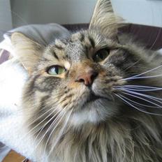 Blanding af racer Albert