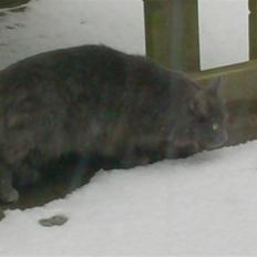 Norsk Skovkat Ballou