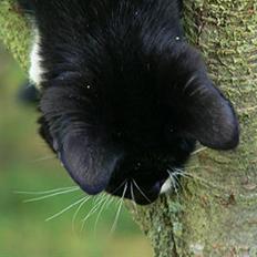 Blanding af racer Garfild