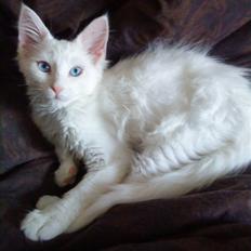 Maine Coon Max