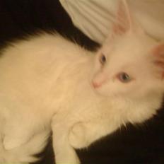 Maine Coon Max
