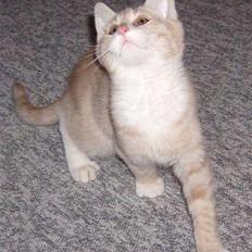 Blanding af racer Kalvin