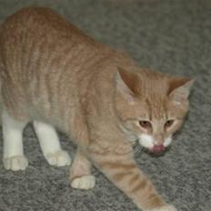 Blanding af racer Kalvin