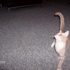 Blanding af racer Kalvin