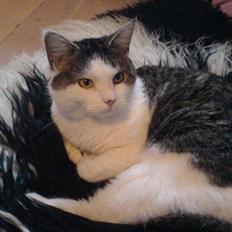 Huskat Findus' død :'(