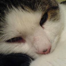 Huskat Findus' død :'(