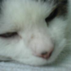 Huskat Findus' død :'(