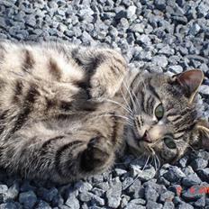 Blanding af racer Fister