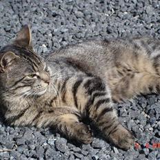 Blanding af racer Fister