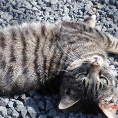 Blanding af racer Fister