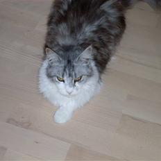 Maine Coon Holy (Gr) Ail