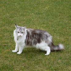 Maine Coon Holy (Gr) Ail