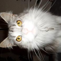 Maine Coon Holy (Gr) Ail