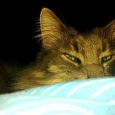 Maine Coon Pjuske the king