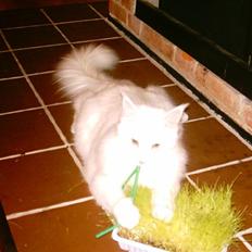 Maine Coon DK Coonation's Ittu