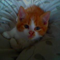 Blanding af racer Nikki