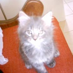 Maine Coon DK Camicoon's Felix