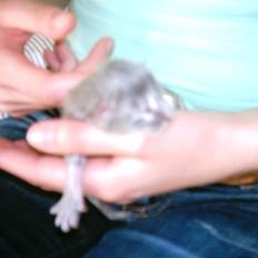 Maine Coon DK Camicoon's Felix