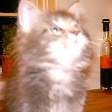 Maine Coon DK Camicoon's Felix