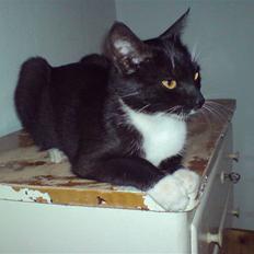 Huskat Lilo*forsvundet*