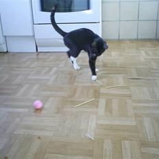 Huskat Lilo*forsvundet*