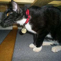 Huskat Lilo*forsvundet*