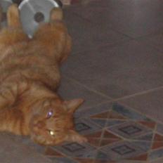 Huskat Mikkel (R.I.P)