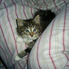 Blanding af racer Fiona