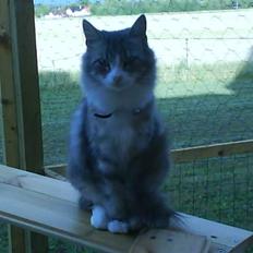 Norsk Skovkat spitty