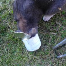 Blanding af racer grå misser død 6/11-2008