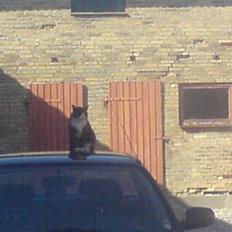 Blanding af racer grå misser død 6/11-2008