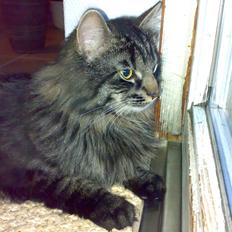 Blanding af racer norsk skovkat Mis