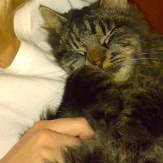 Blanding af racer norsk skovkat Mis