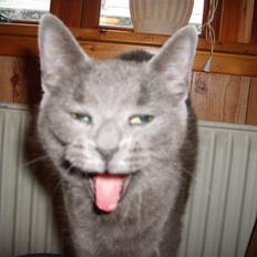 Blanding af racer mini