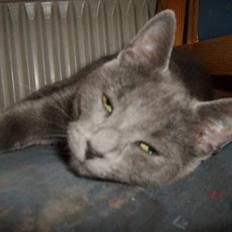 Blanding af racer mini