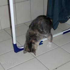Huskat mulle og mille