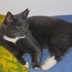 Blanding af racer Mr. Mickey..<"3