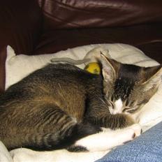 Blanding af racer Lillemis